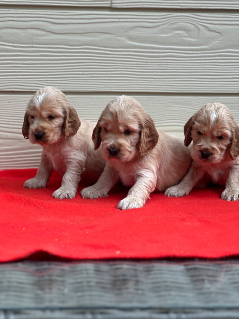 chiot Cocker Spaniel Anglais du moulin de madjurie