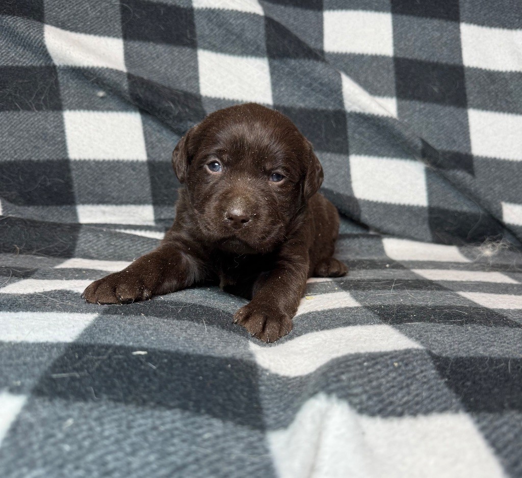 du moulin de madjurie - Chiot disponible  - Labrador Retriever