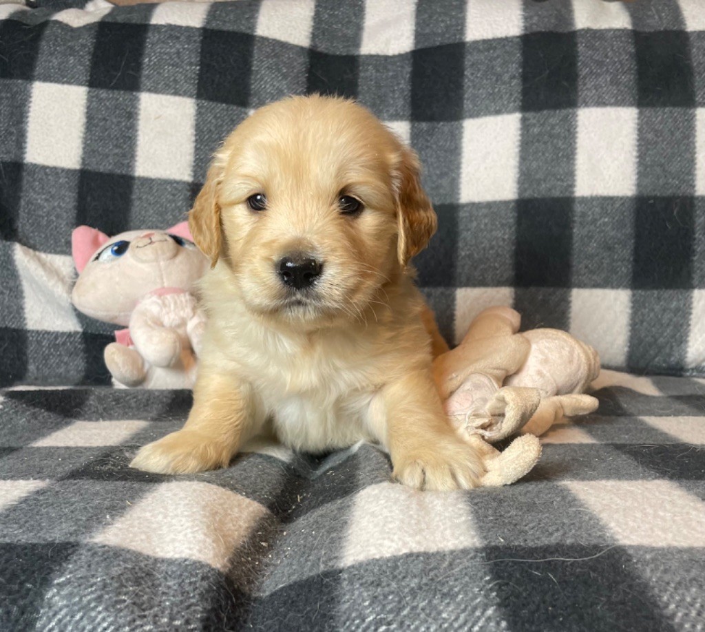 du moulin de madjurie - Chiot disponible  - Golden Retriever