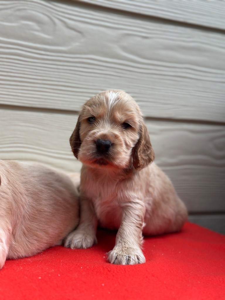 du moulin de madjurie - Chiot disponible  - Cocker Spaniel Anglais