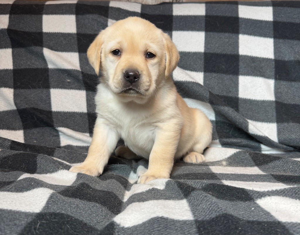 du moulin de madjurie - Chiot disponible  - Labrador Retriever