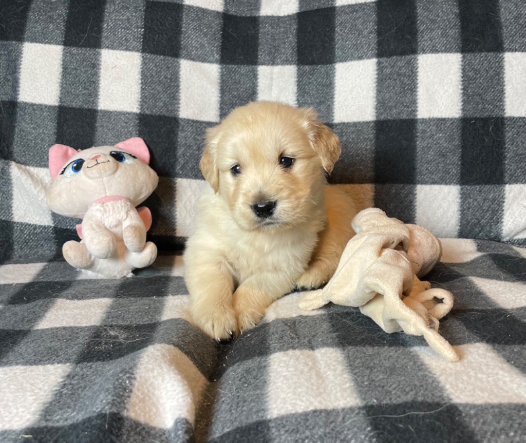 du moulin de madjurie - Chiot disponible  - Golden Retriever