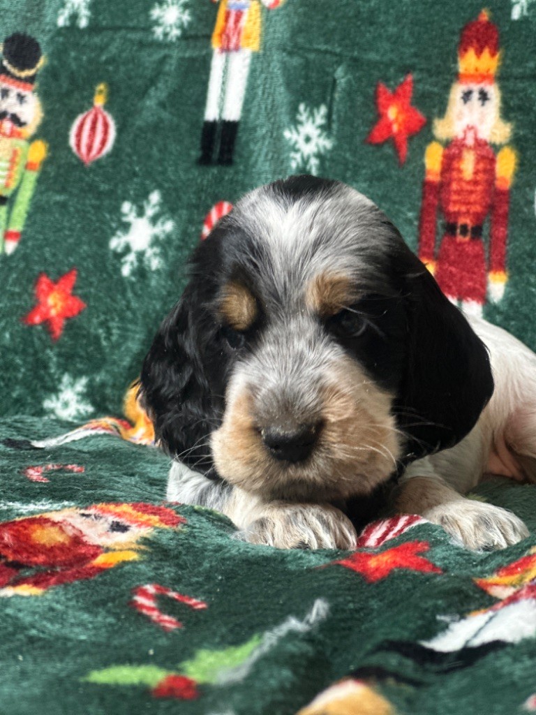 du moulin de madjurie - Chiot disponible  - Cocker Spaniel Anglais