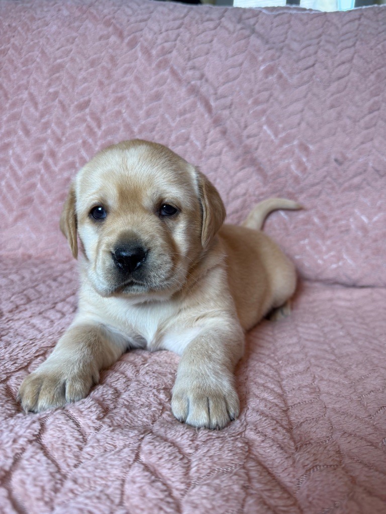 du moulin de madjurie - Chiot disponible  - Labrador Retriever