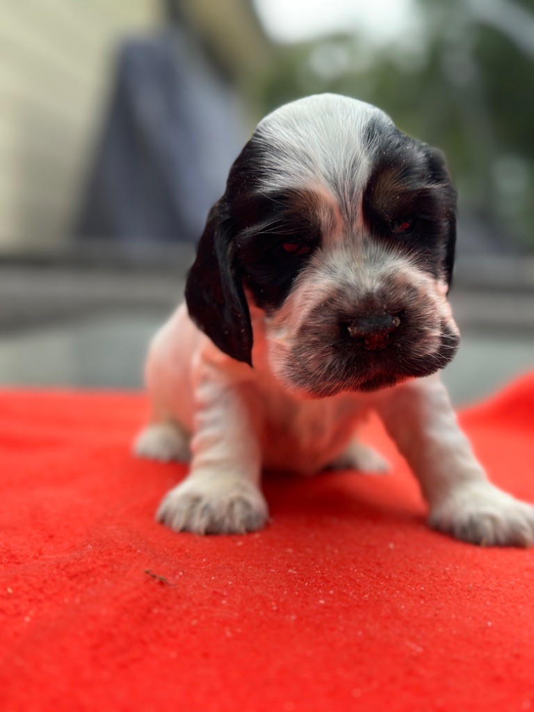 du moulin de madjurie - Chiot disponible  - Cocker Spaniel Anglais