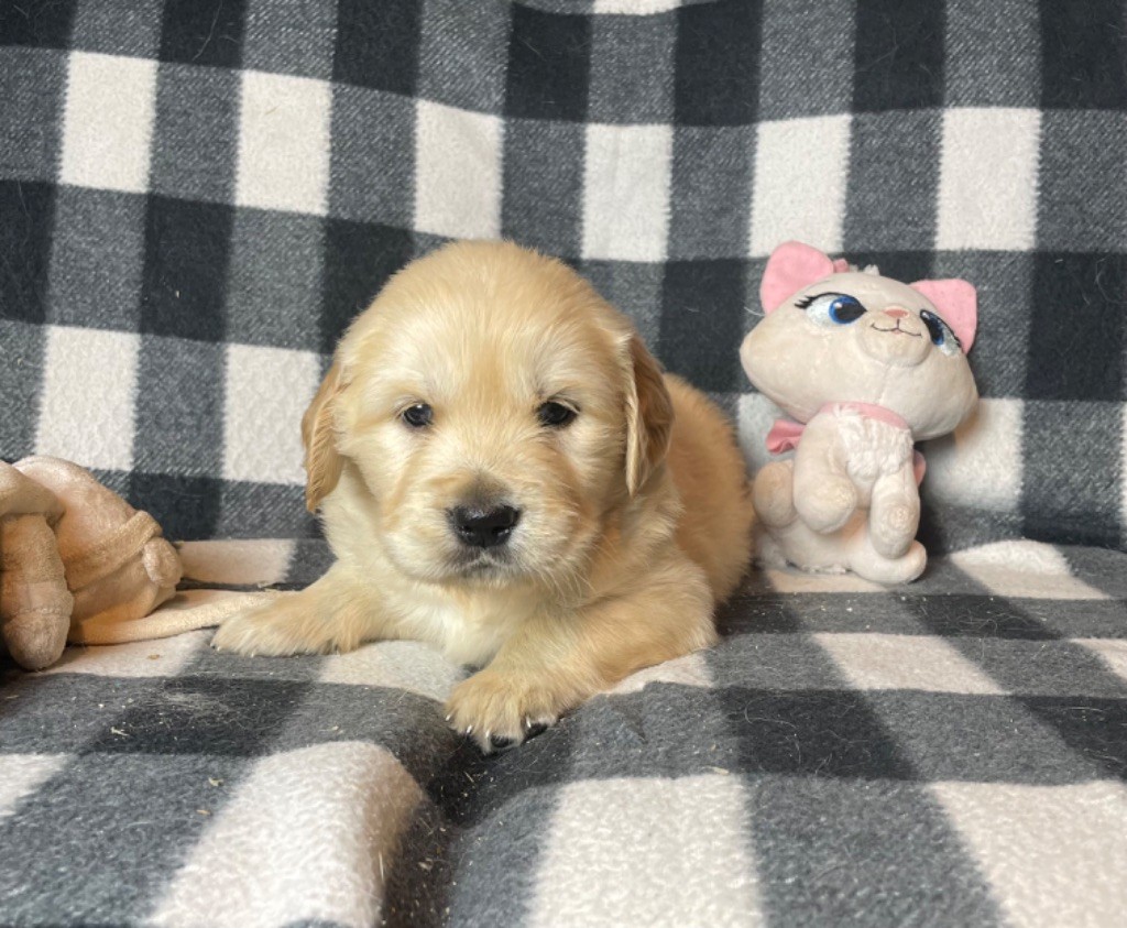 du moulin de madjurie - Chiot disponible  - Golden Retriever