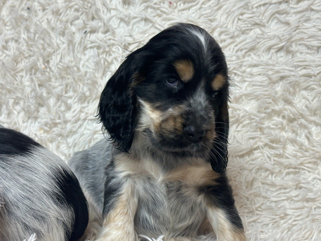 du moulin de madjurie - Chiot disponible  - Cocker Spaniel Anglais