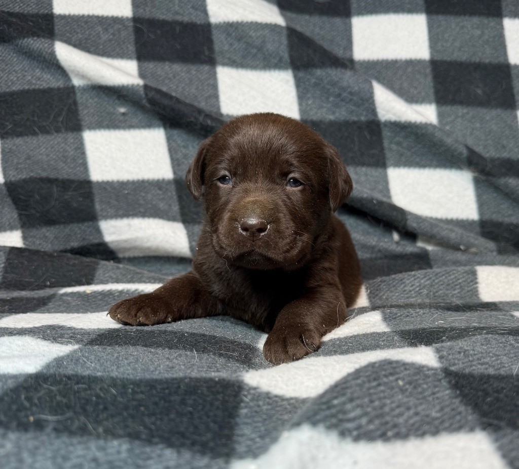 du moulin de madjurie - Chiot disponible  - Labrador Retriever