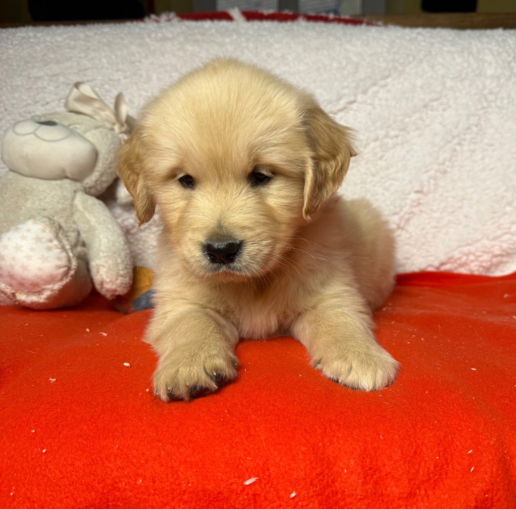 du moulin de madjurie - Chiot disponible  - Golden Retriever