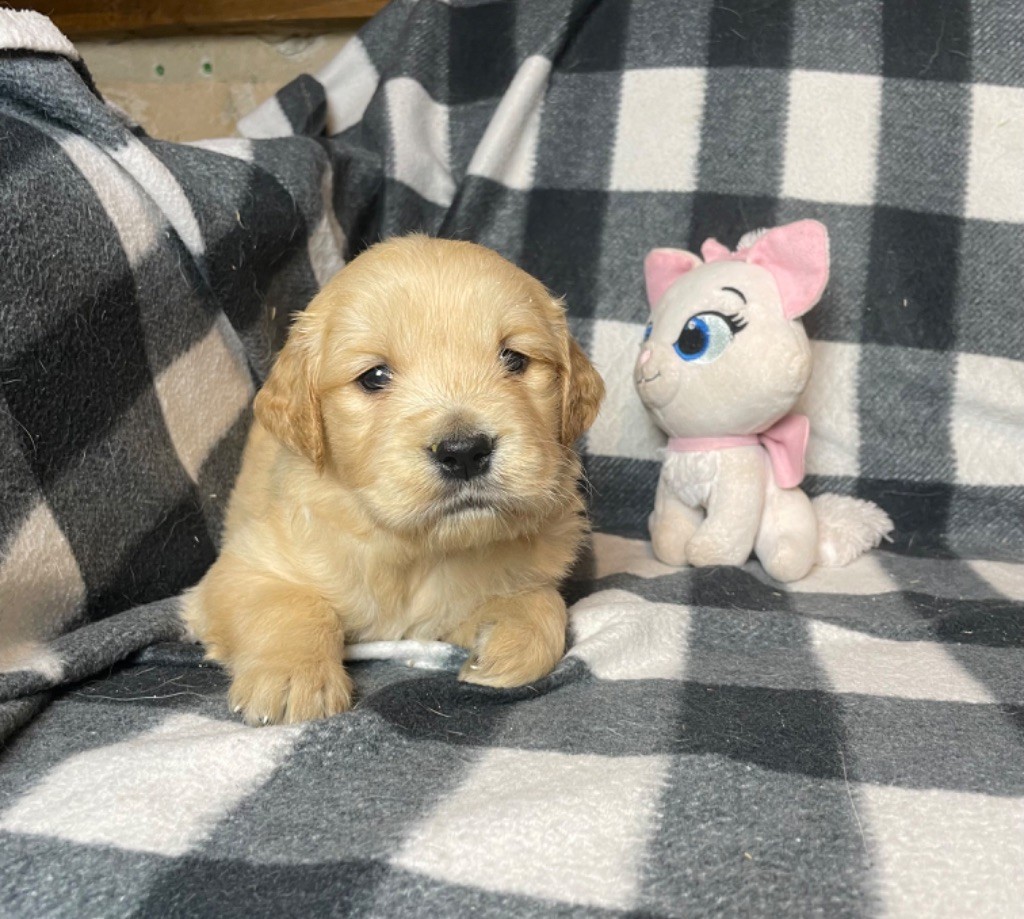 du moulin de madjurie - Chiot disponible  - Golden Retriever