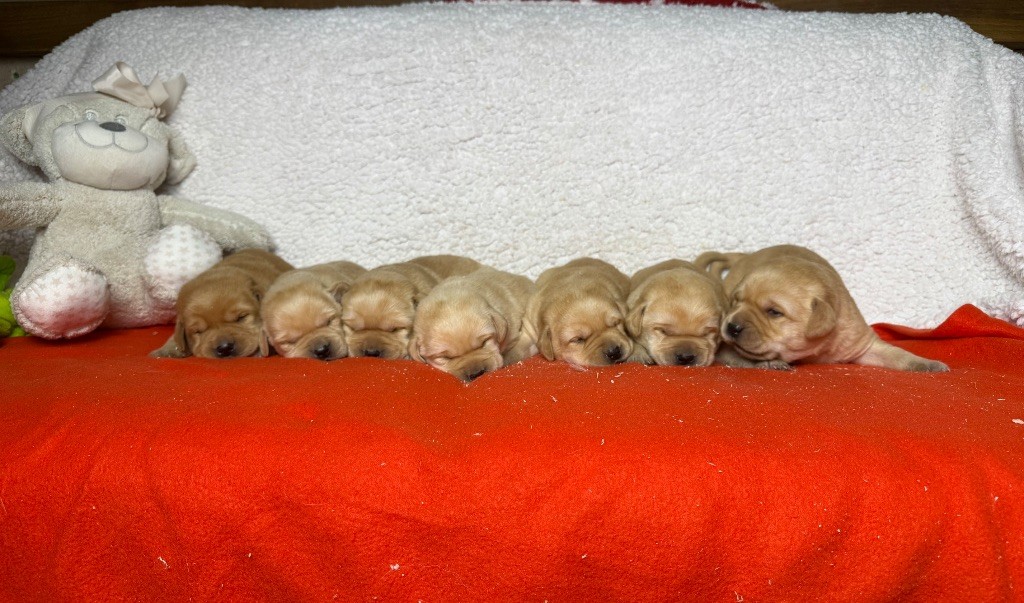 chiot Labrador Retriever du moulin de madjurie