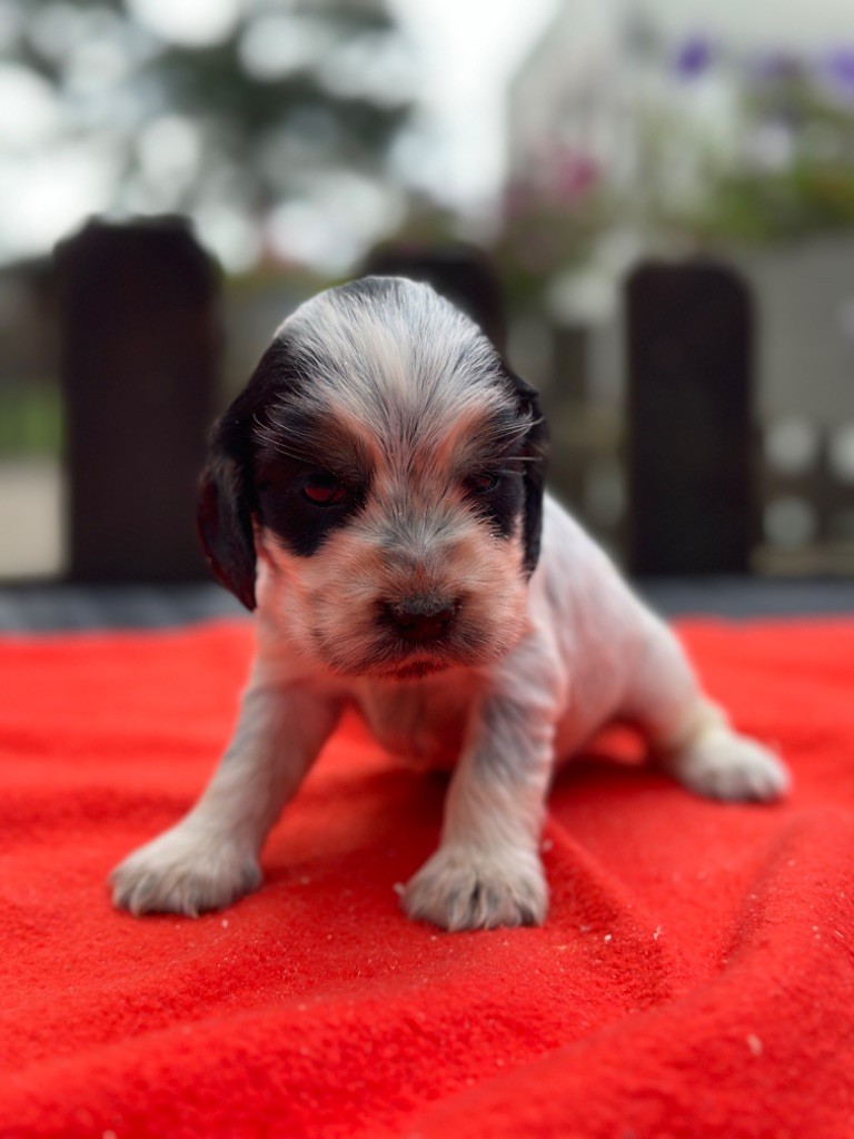 du moulin de madjurie - Chiot disponible  - Cocker Spaniel Anglais