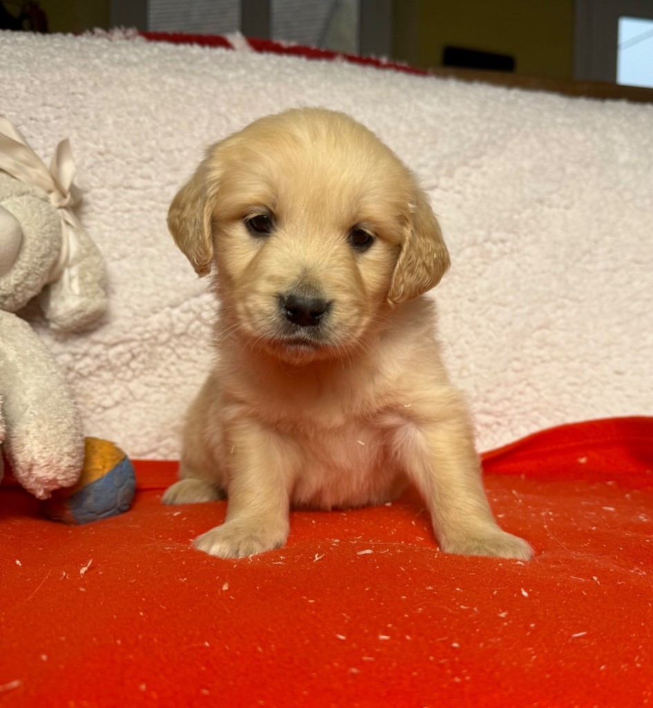 du moulin de madjurie - Chiot disponible  - Golden Retriever