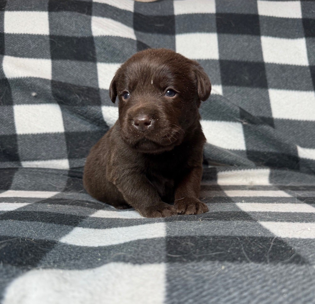 du moulin de madjurie - Chiot disponible  - Labrador Retriever