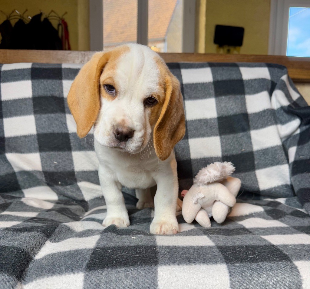 du moulin de madjurie - Chiot disponible  - Beagle