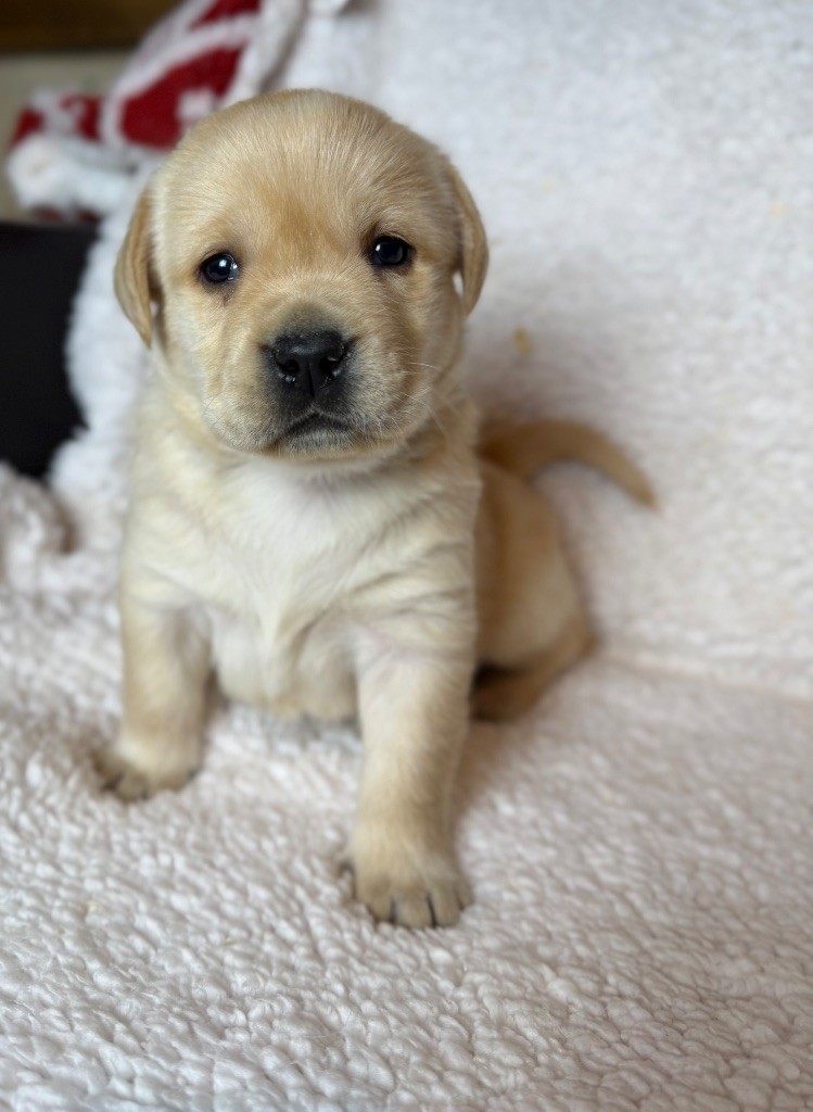 du moulin de madjurie - Chiot disponible  - Labrador Retriever