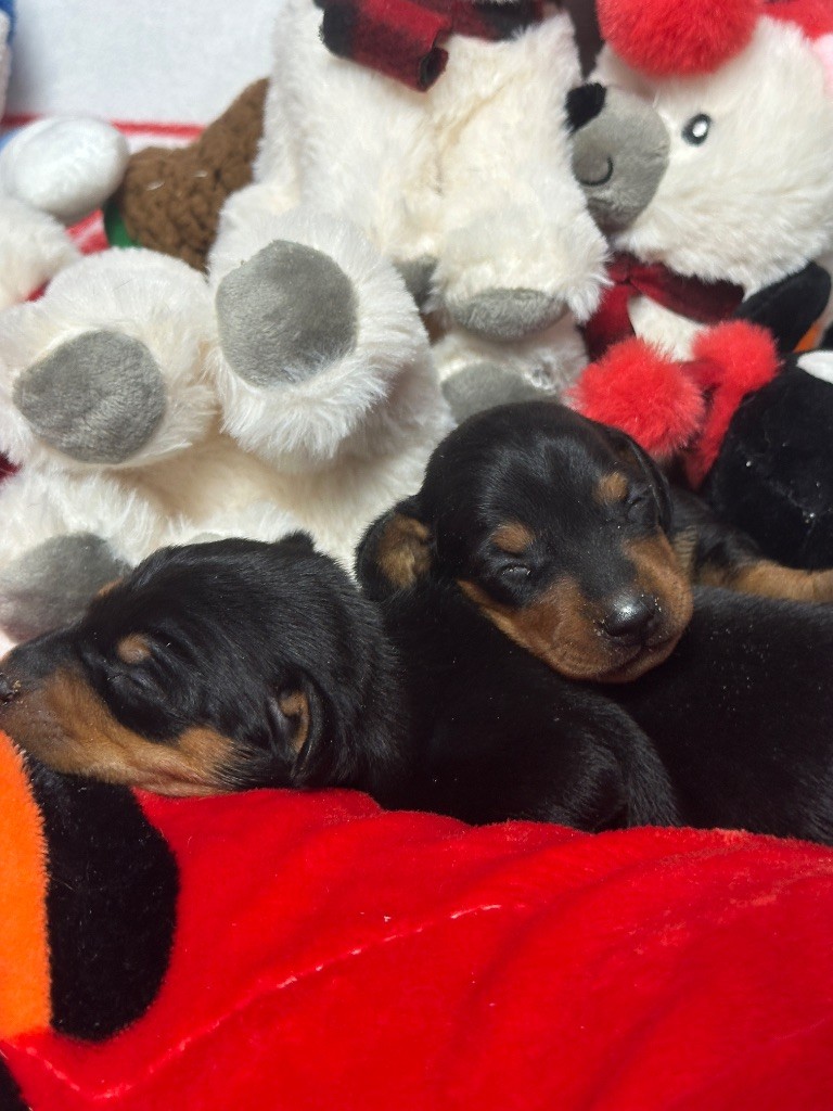 du moulin de madjurie - Chiot disponible  - Pinscher nain