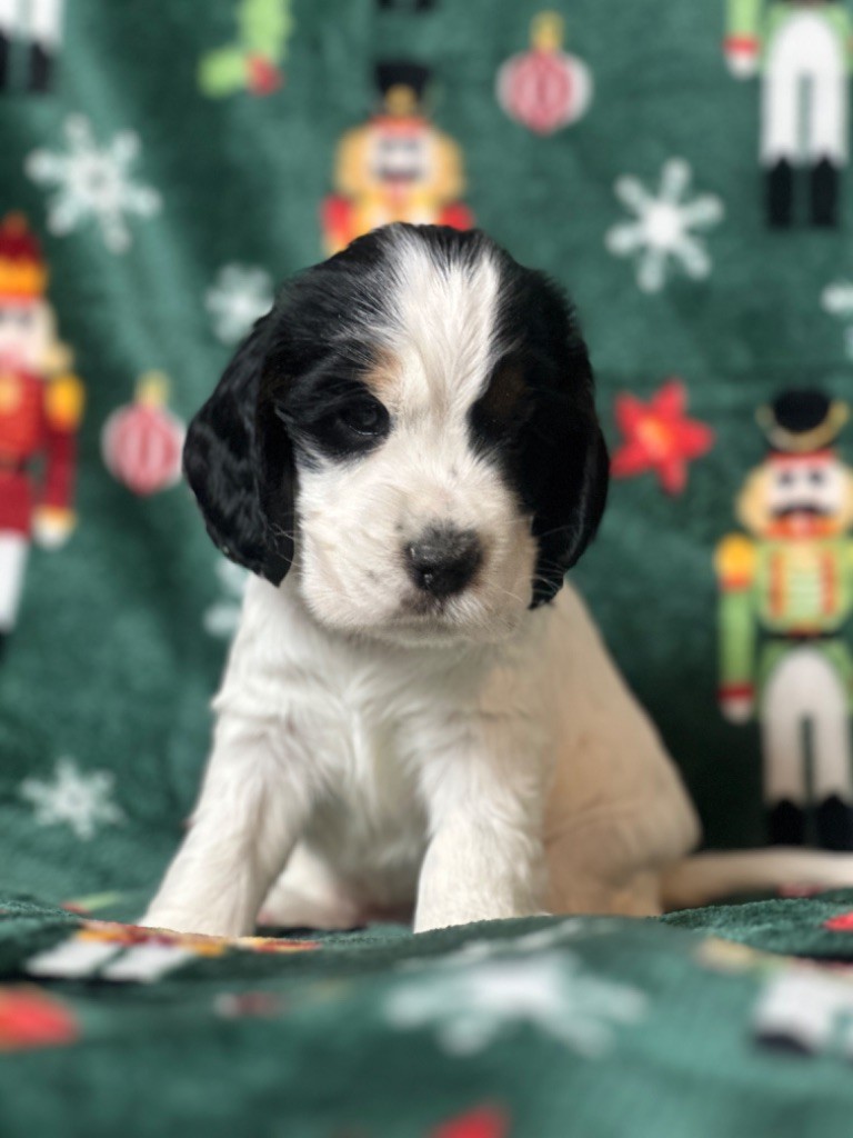 du moulin de madjurie - Chiot disponible  - Cocker Spaniel Anglais