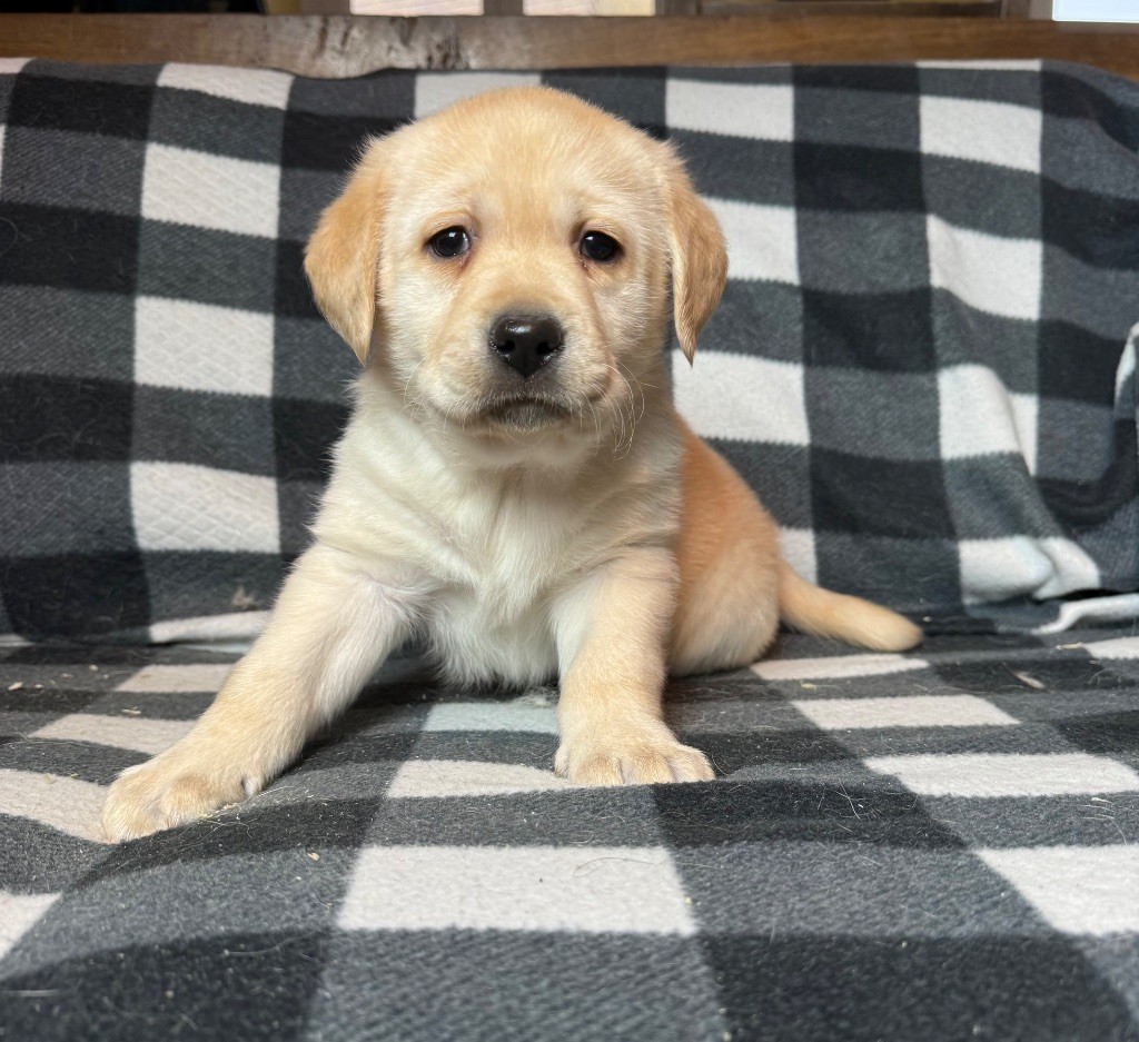 du moulin de madjurie - Chiot disponible  - Labrador Retriever