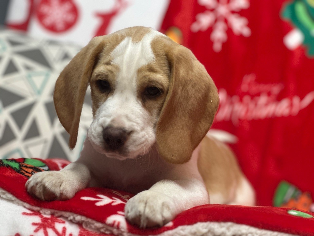 du moulin de madjurie - Chiot disponible  - Beagle