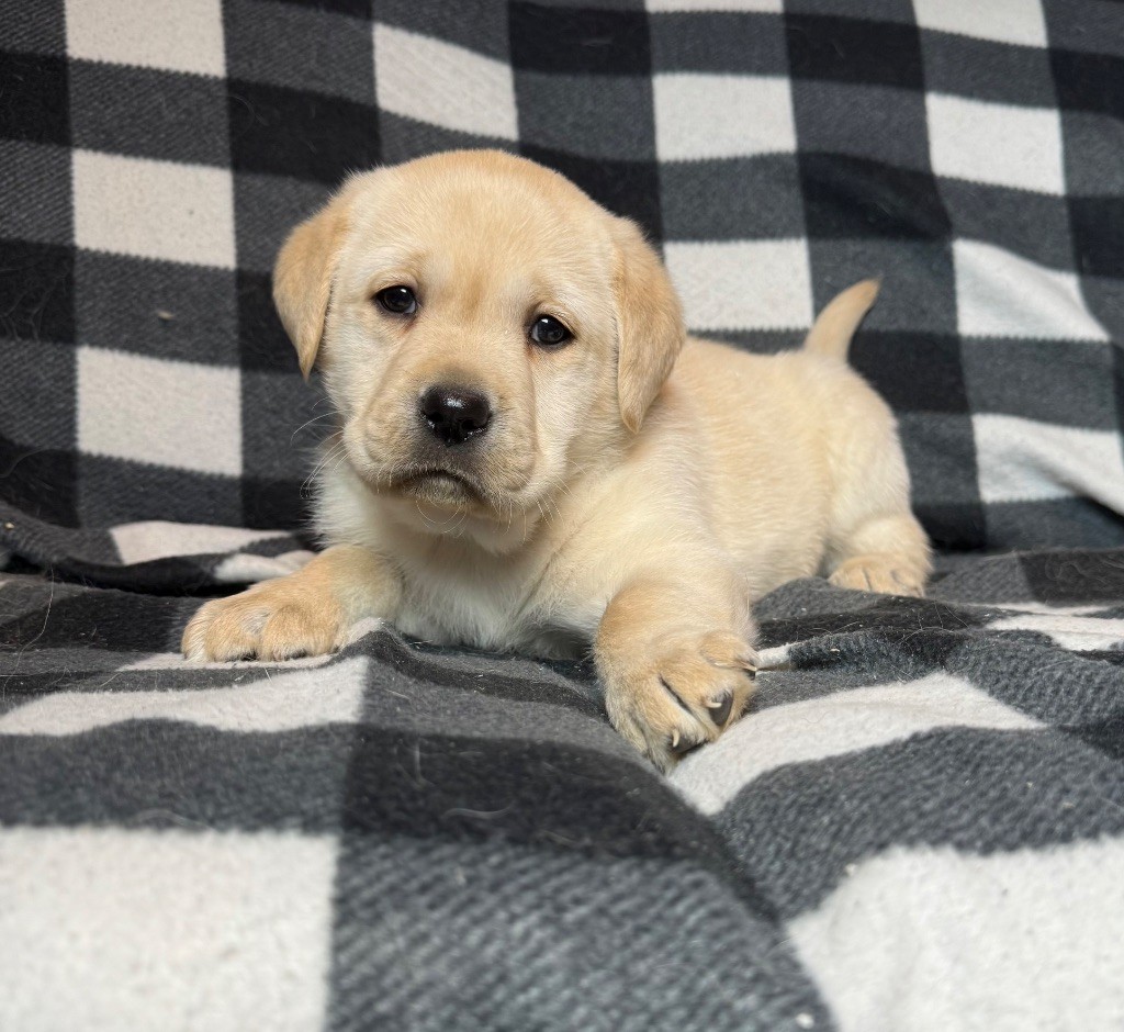 du moulin de madjurie - Chiot disponible  - Labrador Retriever