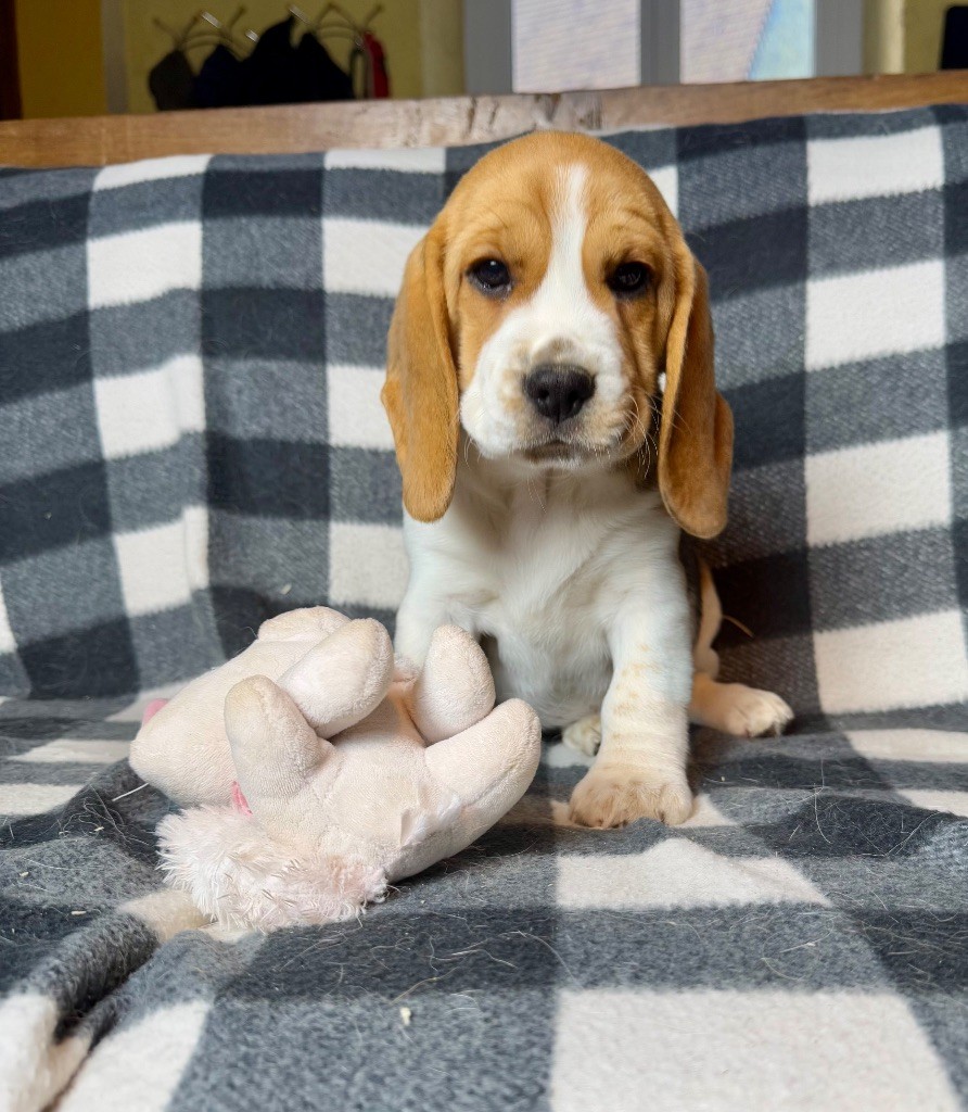 du moulin de madjurie - Chiot disponible  - Beagle