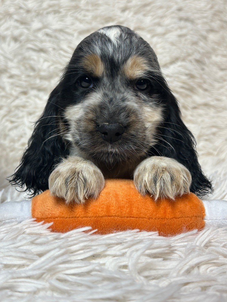 du moulin de madjurie - Chiot disponible  - Cocker Spaniel Anglais