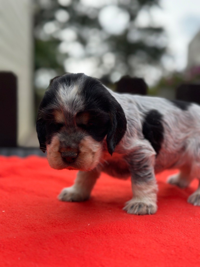 du moulin de madjurie - Chiot disponible  - Cocker Spaniel Anglais