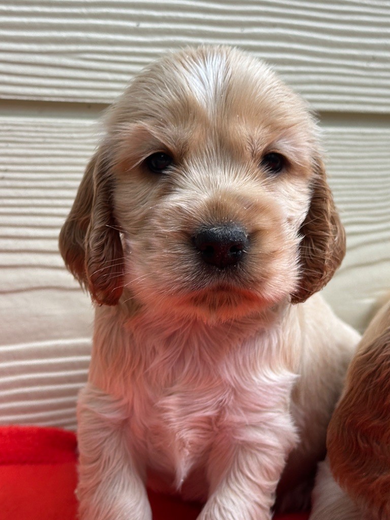 du moulin de madjurie - Chiot disponible  - Cocker Spaniel Anglais