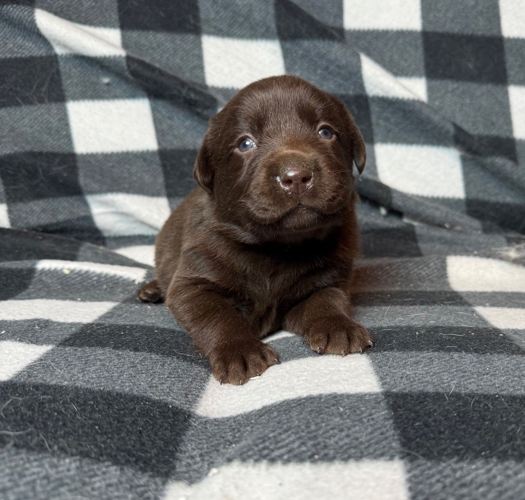 du moulin de madjurie - Chiot disponible  - Labrador Retriever