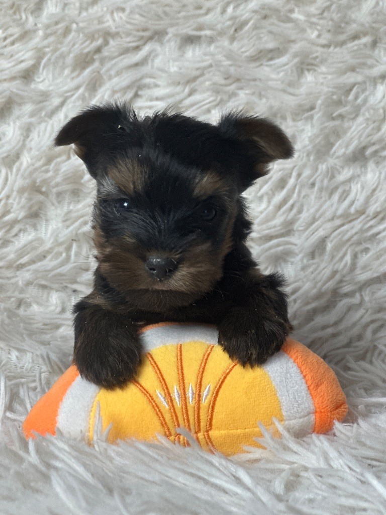 du moulin de madjurie - Chiot disponible  - Yorkshire Terrier