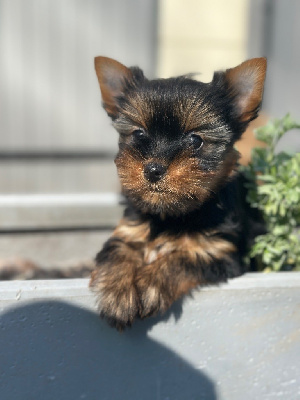 du moulin de madjurie - Yorkshire Terrier - Portée née le 09/01/2025