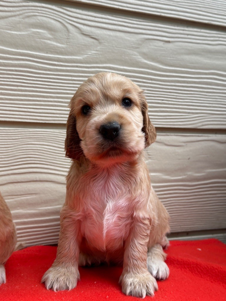 du moulin de madjurie - Chiot disponible  - Cocker Spaniel Anglais