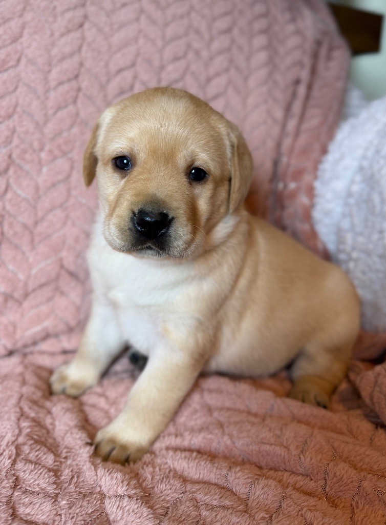 du moulin de madjurie - Chiot disponible  - Labrador Retriever