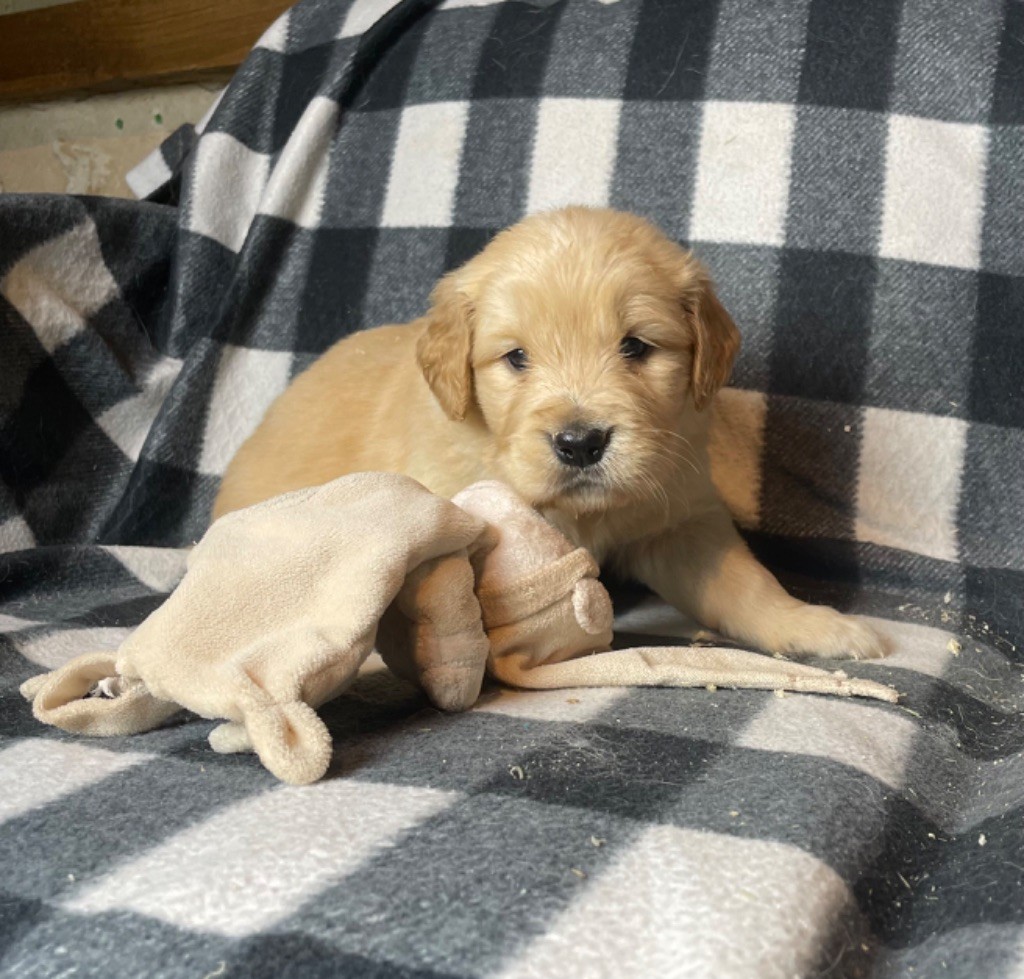 du moulin de madjurie - Chiot disponible  - Golden Retriever