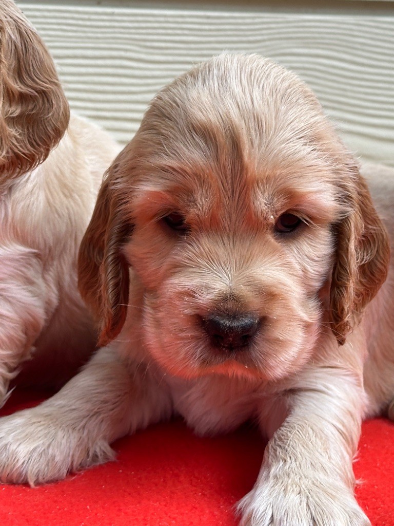 du moulin de madjurie - Chiot disponible  - Cocker Spaniel Anglais