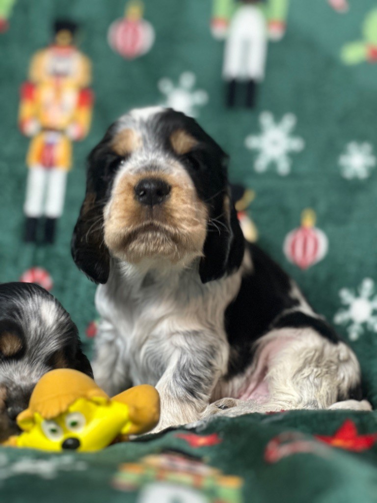 du moulin de madjurie - Chiot disponible  - Cocker Spaniel Anglais