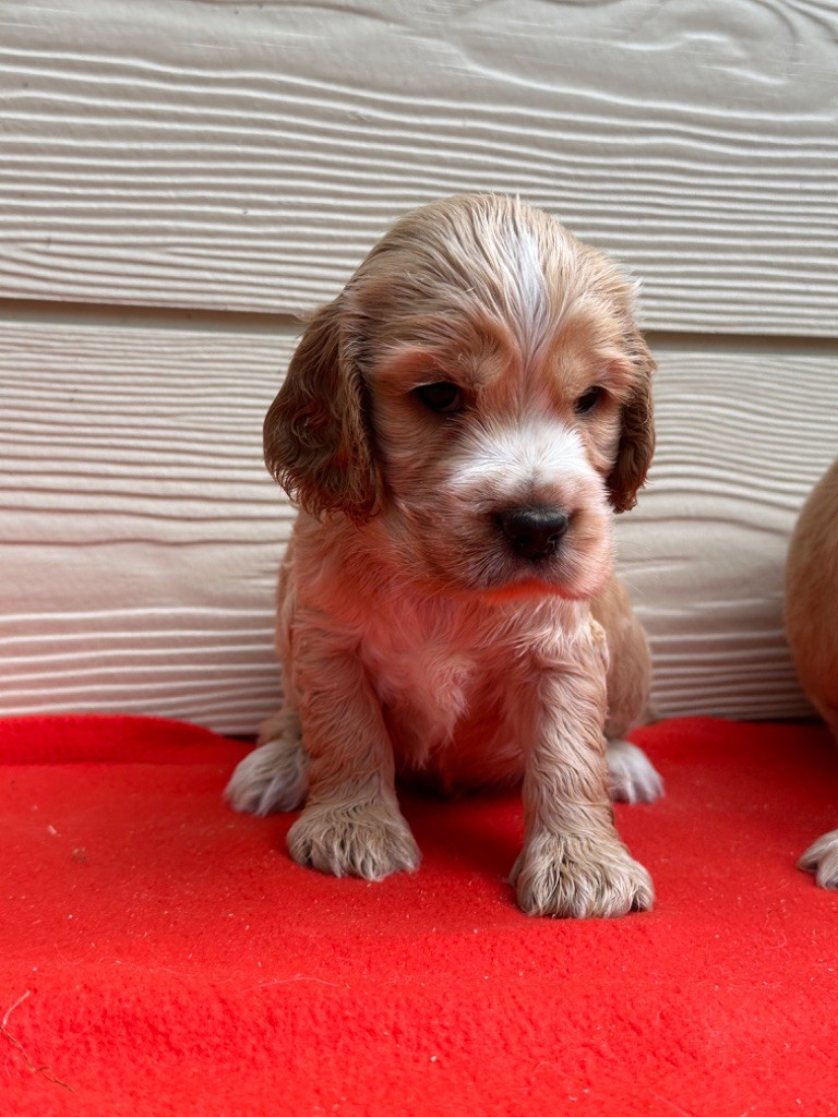 du moulin de madjurie - Chiot disponible  - Cocker Spaniel Anglais