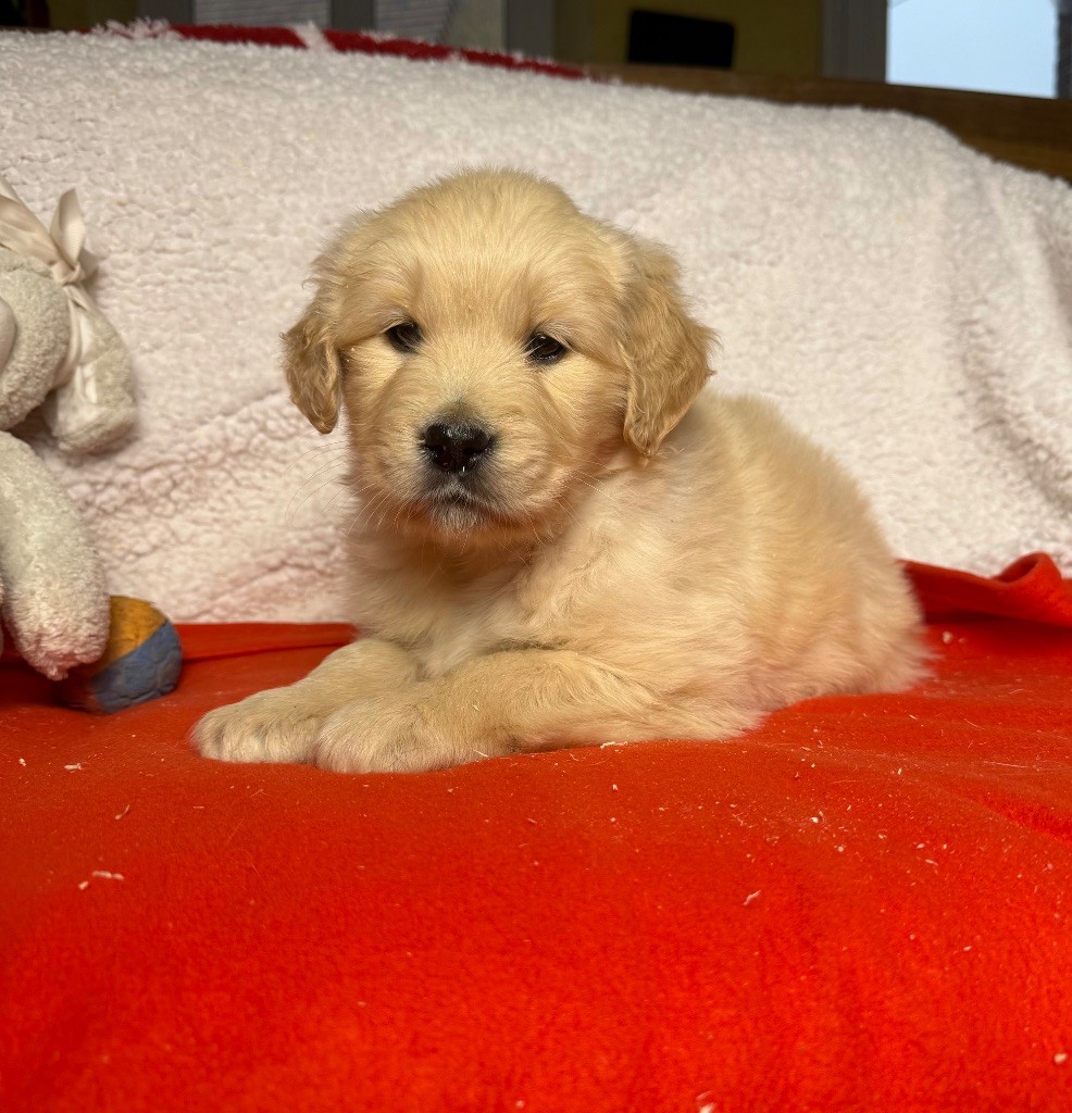 du moulin de madjurie - Chiot disponible  - Golden Retriever