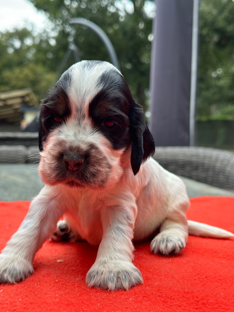 du moulin de madjurie - Chiot disponible  - Cocker Spaniel Anglais