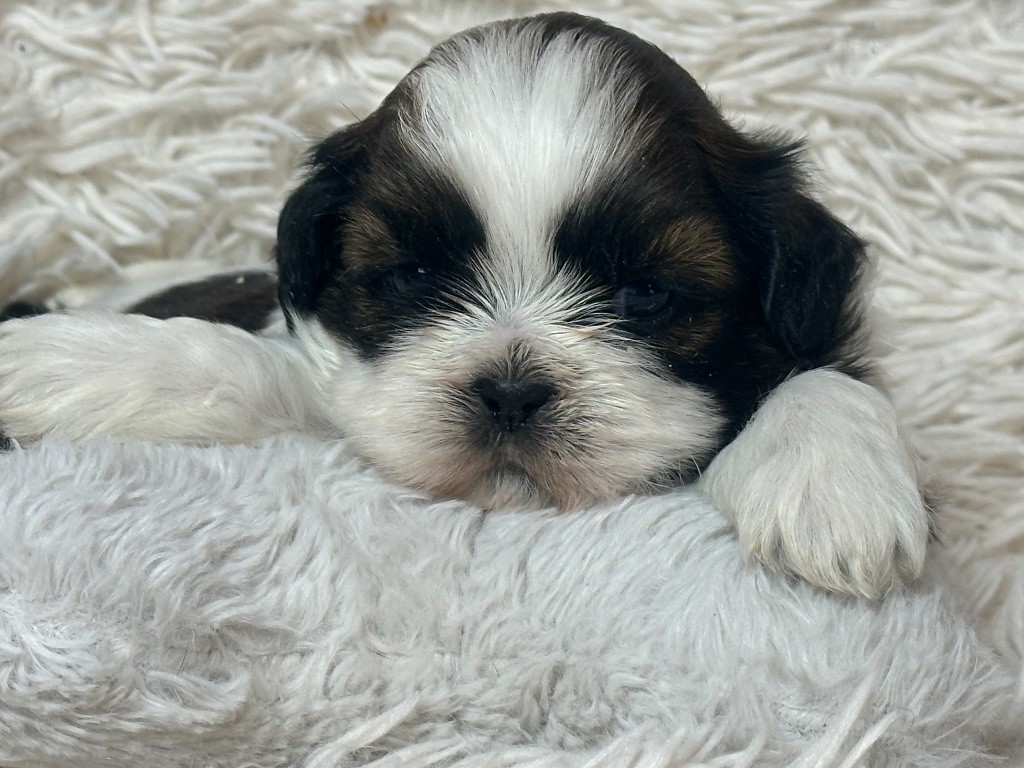 du moulin de madjurie - Chiot disponible  - Shih Tzu