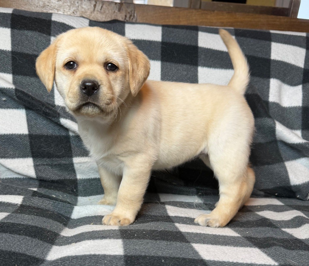 du moulin de madjurie - Chiot disponible  - Labrador Retriever