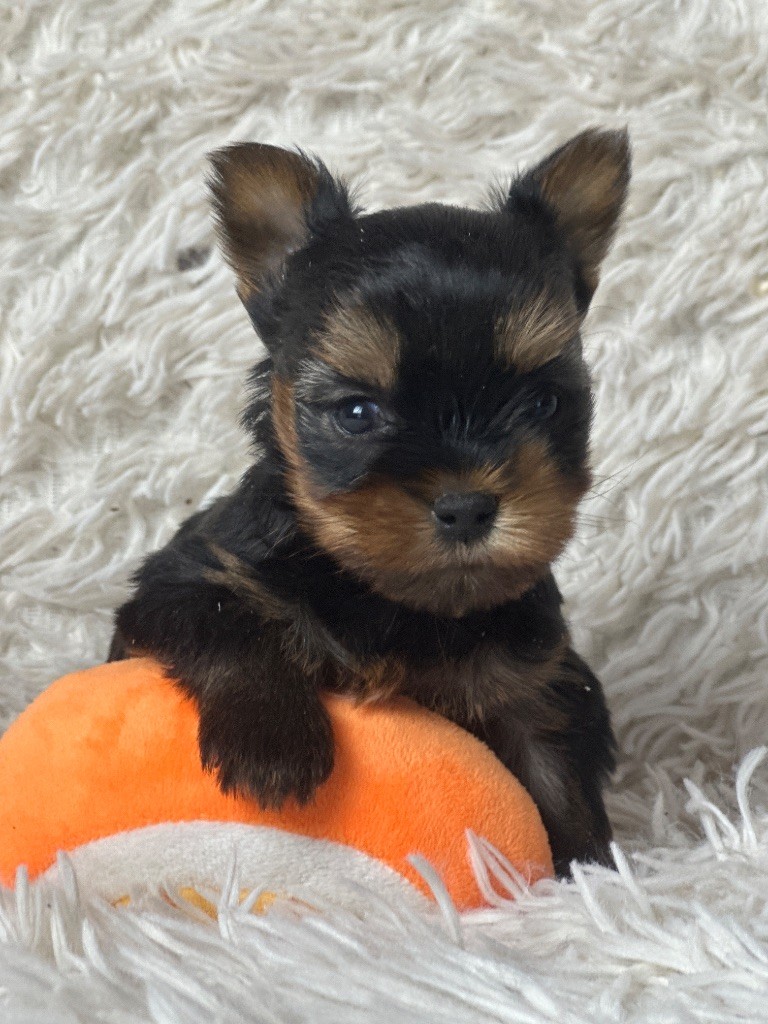 du moulin de madjurie - Chiot disponible  - Yorkshire Terrier