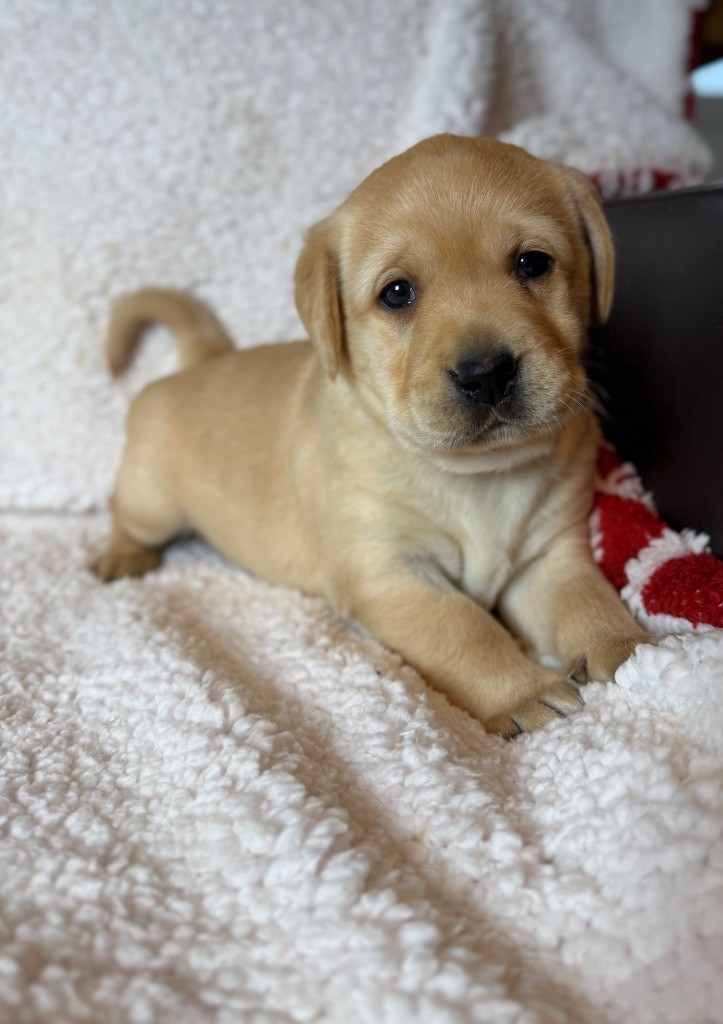 du moulin de madjurie - Chiot disponible  - Labrador Retriever