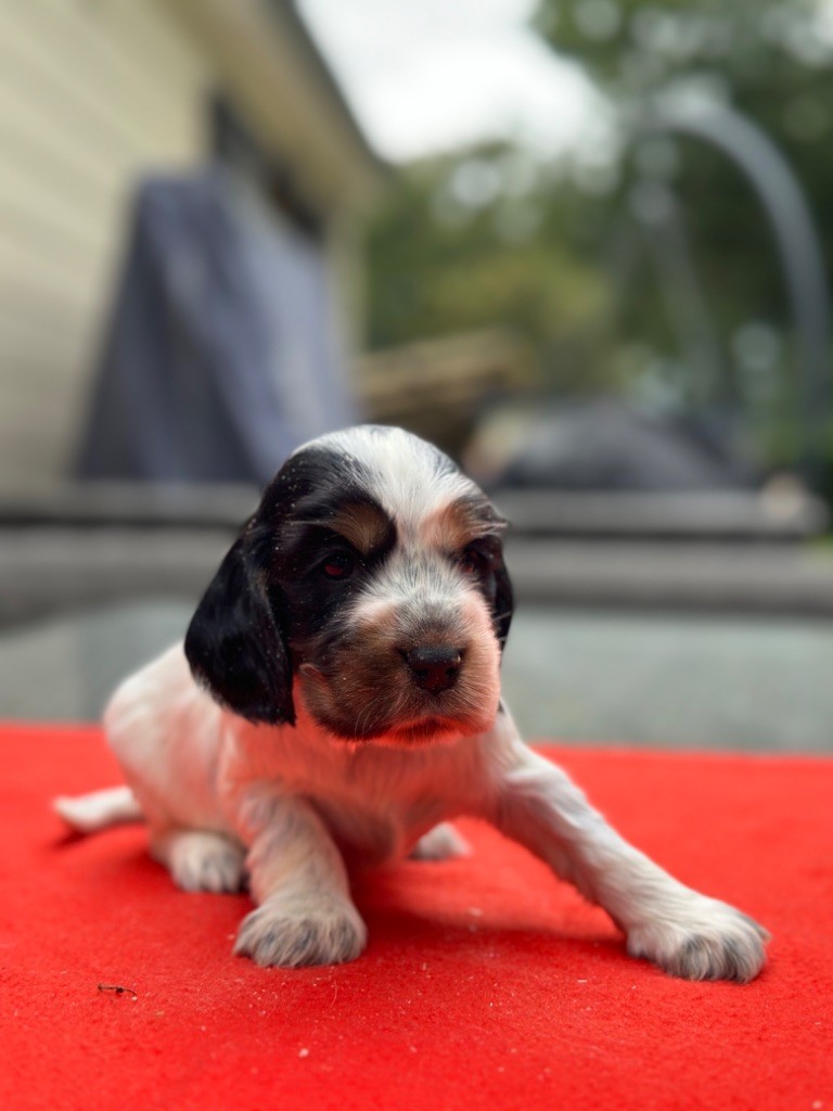 du moulin de madjurie - Chiot disponible  - Cocker Spaniel Anglais