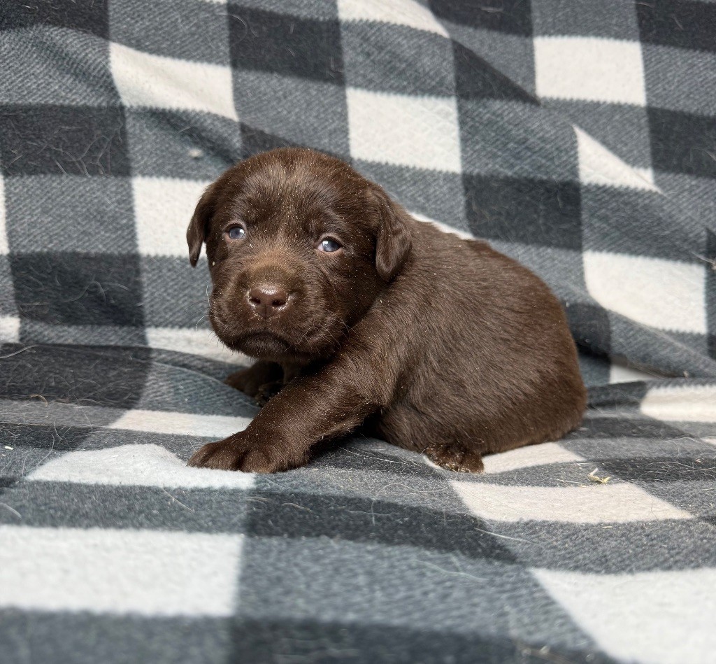 du moulin de madjurie - Chiot disponible  - Labrador Retriever