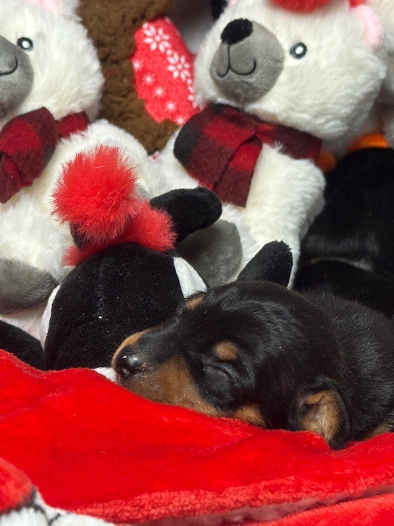 du moulin de madjurie - Chiot disponible  - Pinscher nain