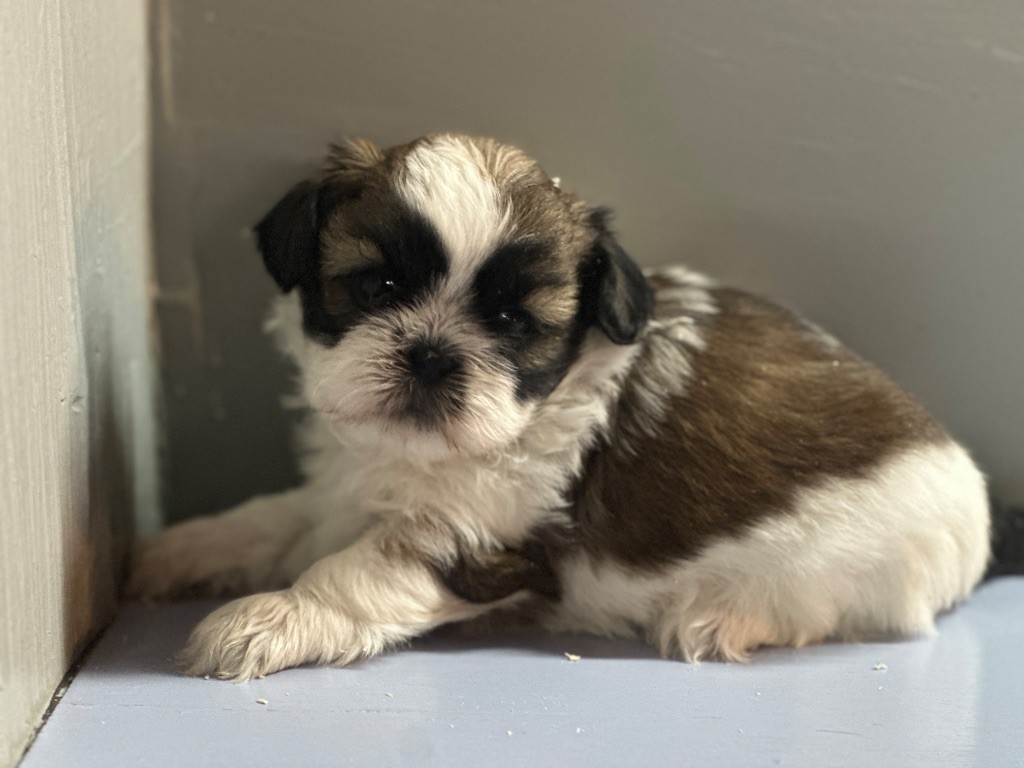 du moulin de madjurie - Chiot disponible  - Shih Tzu