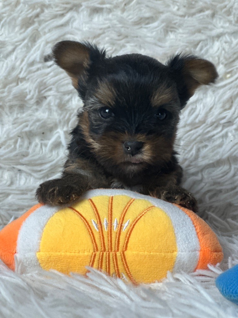 du moulin de madjurie - Chiot disponible  - Yorkshire Terrier