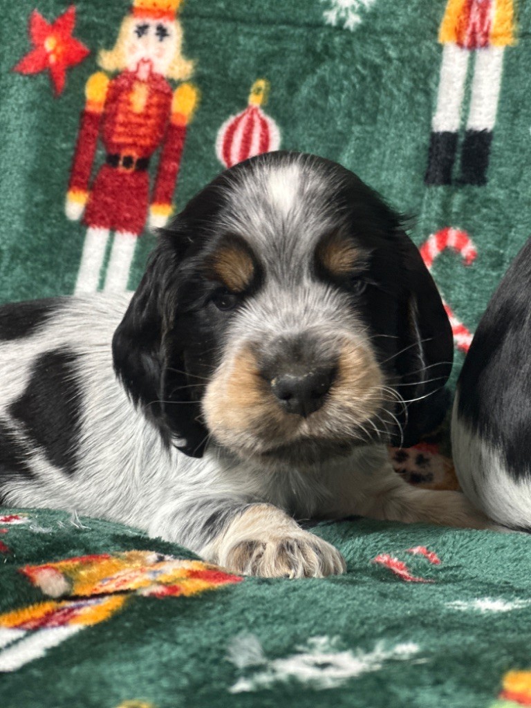 du moulin de madjurie - Chiot disponible  - Cocker Spaniel Anglais